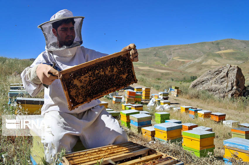 تولید عسل بهاره